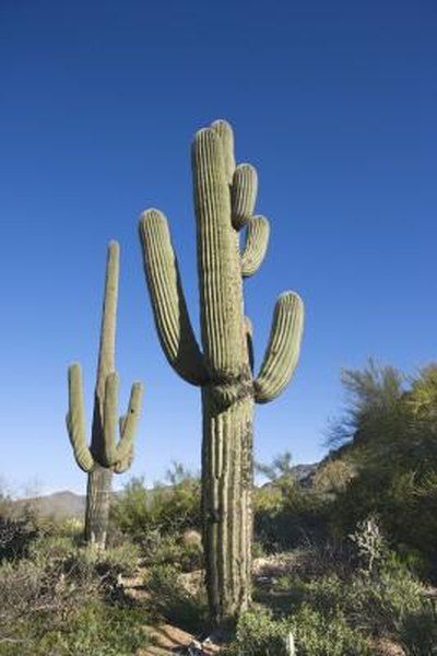 Flea Shampoo For Cats, Why Do Cats Purr, Toxic Plants For Cats, Tall Cactus, Cat Safe Plants, Arizona Style, Gastrointestinal Tract, Barrel Cactus, Cactus Art