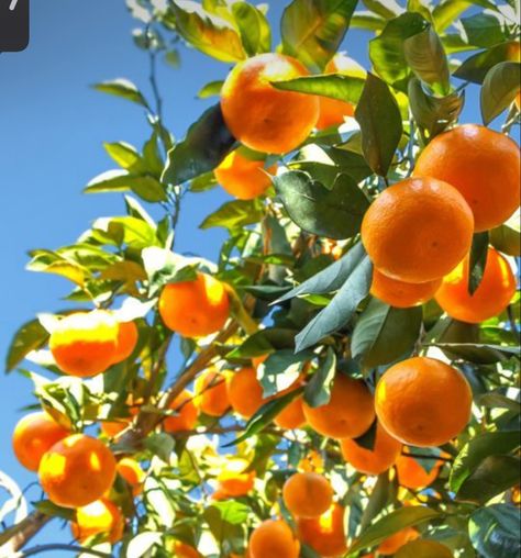 Orange Tree Aesthetic, Satsuma Tree, Mandarin Tree, Citrus Tree, Tattoo Plant, Orange Trees, Orange Plant, Fruit Photography, Citrus Trees