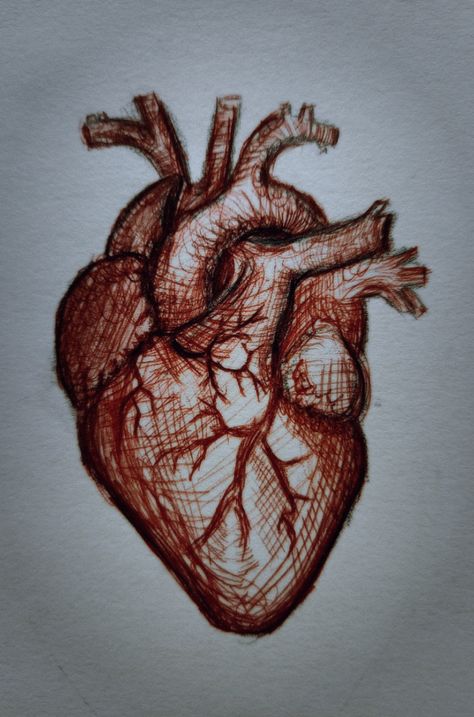 Accurate Heart Drawing, How To Draw A Heart Organ, Real Heart Sketch, Drawings With Meaning Love, How To Draw A Heart, Creative Heart Drawing, Realistic Heart Drawing, Doodle Thoughts, Human Heart Drawing