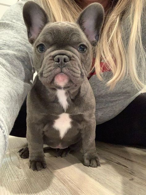 Frenchy Puppy, Grey French Bulldog, Big Dog Breeds, French Dogs, French Bulldog Funny, Very Cute Puppies, Bulldog Francese, Really Cute Puppies, Super Cute Puppies