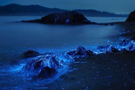 Umi-hotaru: 'Alien' life forms in Japan's Seto Sea | The Japan Times Night Wallpapers, Alien Life Forms, Mid Night, Alien Life, Sea Of Stars, Light Trails, Life Form, Fantasy Landscape, الرسومات اللطيفة