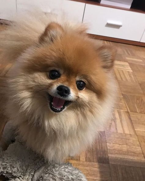 happy new year followers 🥳 #smile #orangepomeranian #pomeranian #dogsofinstagram #pomeranianpuppy #dog #pom Mini Pom Dog, Mini Pomeranian, Cute Fluffy Dogs, Pom Dog, Mini Pom, Mini Dog, Dream Dog, Mini Dogs