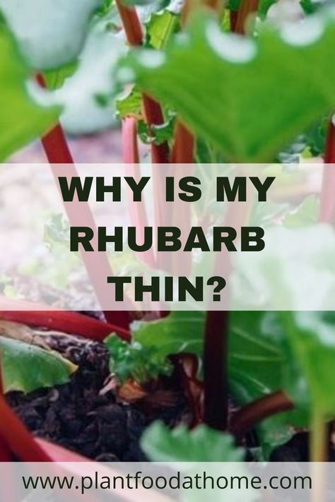 Rhubarb Plant, Growing Rhubarb, Raised Garden Beds Diy Vegetables, Rhubarb Plants, Growing Vegetables In Pots, Growing Fruit Trees, Backyard Vegetable Gardens, Fertilizer For Plants, Garden Help