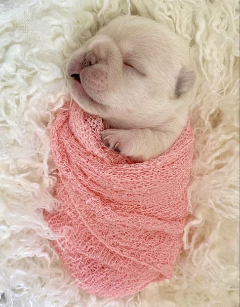 New Born Puppies Photos, Newborn Puppy Pictures, Newborn Puppy Photoshoot Ideas, Puppy Litter Photoshoot Ideas, Golden Retriever Puppy Photography, Dog Photoshoot Pet Photography, Puppy Photoshoot, Newborn And Dog, Dog Photography Poses