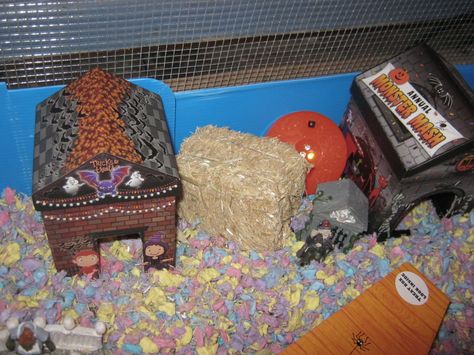 Halloween Hamster, Pet Diy, Hamster Cage, Monster Mash, Diy Stuffed Animals, Pet, Halloween, Animals