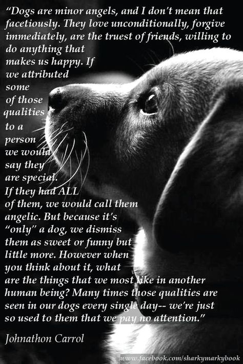 inspirational quote on dogs from Carroll "Dogs are angels" Instagram@sharkymarkybook Dogs Are Angels, Dogs Quotes, Dog Poems, Dog Angel, Dog Info, Animal Quotes, Dog Quotes, Maltese, Border Collie