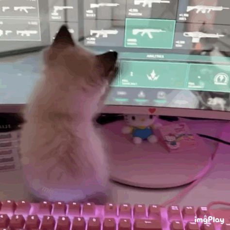 funny cats gif The Endless, Endless Possibilities, Keyboard, We Heart It, Gif, Computer, Screen