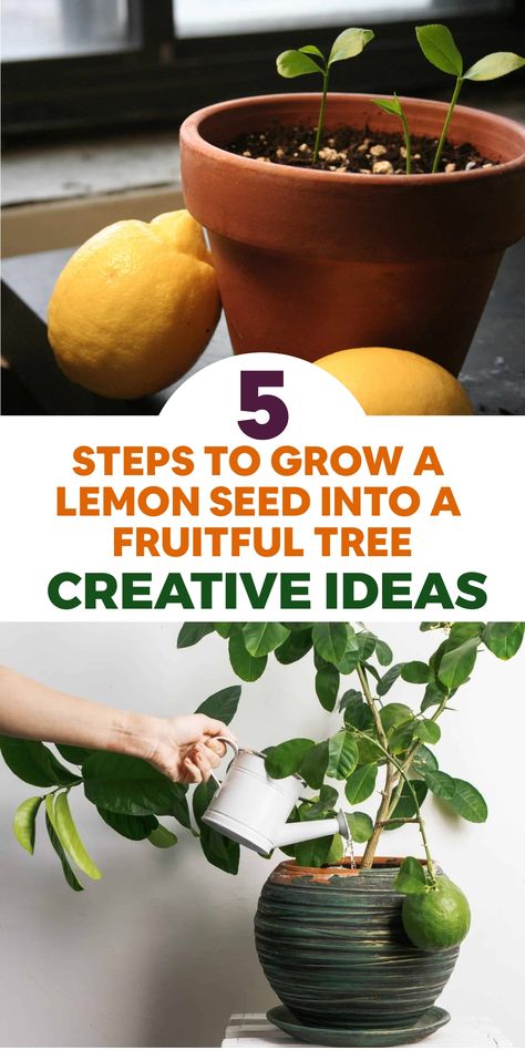 Discover the wonder of cultivating your very own lemon tree with these straightforward instructions that will lead you through the process from seed to flourishing tree! Begin by choosing a fresh, untreated lemon seed from a ripe fruit and soak it in water for 24 hours to soften the outer casing. Plant the seed about 1 inch deep in a small pot filled with well-draining soil. Position the pot in a warm, sunny spot where it can bask in at least 6 hours of sunlight daily. Mass Cane Plant, Hand Scrub Diy, Lemon Tree From Seed, Irrigation System Diy, Storing Lemons, Lemon Seeds, How To Grow Lemon, Grow Avocado, Hydroponics Diy