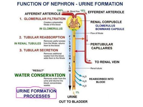 Urine Formation- Function of The Nephron Urine Formation Flow Chart, Kidney Physiology, Urine Formation, High Blood Pressure Chart, Renal Physiology, Renal System, Pressure Quotes, Excretory System, High Blood Pressure Remedies