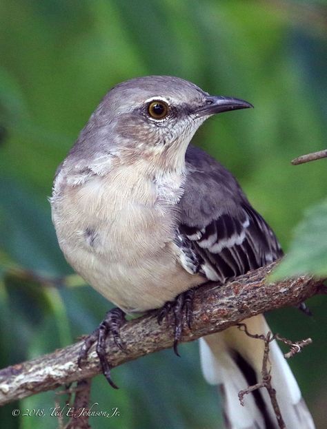 Florida State Bird, Texas State Bird, Mocking Bird Aesthetic, Mockingbird Pictures, Mockingbird Photography, Mockingbird Illustration, Texas Mockingbird, Marsh Birds, Mockingbird Tattoo