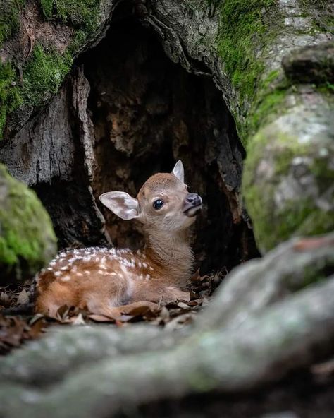 Deer Sitting, Baby Animal Drawings, Deer Pictures, Deer Art, Vintage Deer, Funny Costumes, Forest Creatures, Funny Drawings, Baby Deer