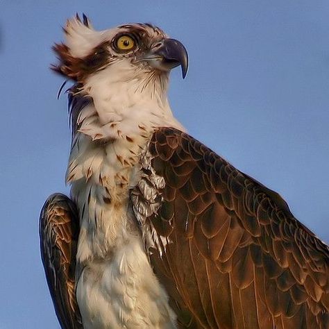 Ospreys | British Bird Of Prey Centre Wales British Birds Of Prey, Cool Birds, Artificial Birds, Animal Study, Interesting Animals, Bird Of Prey, Unusual Animals, Cool Animals, Animal Reference