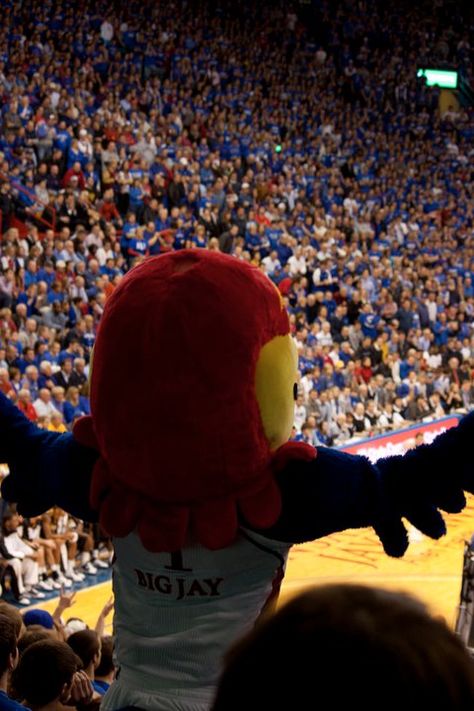 University of Kansas Basketball - Big Jay -  Lawrence, Kansas (copyright Kristin Hinkin) Ku Aesthetic, Lawrence Kansas Aesthetic, University Of Kansas Aesthetic, Kansas University Aesthetic, University Of Kansas Wallpaper, Christian Vision Board, University Of Kentucky Basketball Game, Ku Basketball, Kansas University