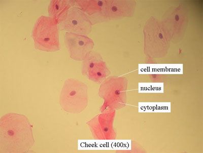 cheekcell Cell Under Microscope, Dna Lesson, Teaching Cells, Apologia Biology, Classroom Family, Middle School Science Activities, Animal Cells, Science Cells, Under Microscope