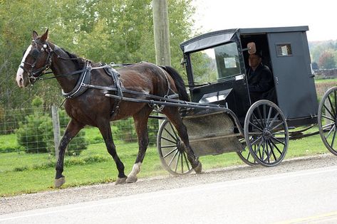 2012-10-02_Sweaty Horse | by Mark Burr Amish Pie, Amish Buggy, Holmes County Ohio, Amish Lifestyle, Amish Living, Amish Culture, Amish Life, Lancaster County Pennsylvania, Horse Harness