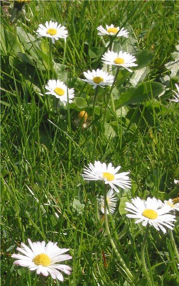 Bellis perennis  DAISY Pushing Daisies Aesthetic, Ghibli Painting, Field Of Daisies Aesthetic, Daisy Meadows, Daisy Flower Asthetics, Daisy Reference Photo, English Daisy, Famous Fairies, Day Lilies