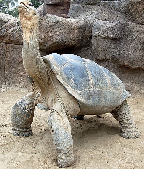 Galapagos Giant Tortoise, Galapagos Turtle, Turtle Backpack, Giant Turtle, Big Tortoise, Pokemon Project, Sulcata Tortoise, Galapagos Tortoise, Giant Tortoise