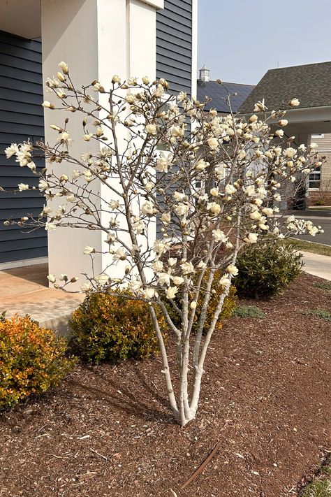 Learn about Star Magnolia (Magnolia stellata), a small, low-maintenance, spring-flowering tree perfect for small front yards and backyards. Pretty star-shaped white flowers and yellow fall color. Visit the blog, read the article and learn if this is the right tree for you! Magnolia Small Garden, Star Magnolia Tree, Small Trees For Landscaping Full Sun, Magnolia Tree Front Yard, Magnolia Tree Landscaping, White Magnolia Tree, Spring Blooming Trees, Small Front Yards, Star Magnolia