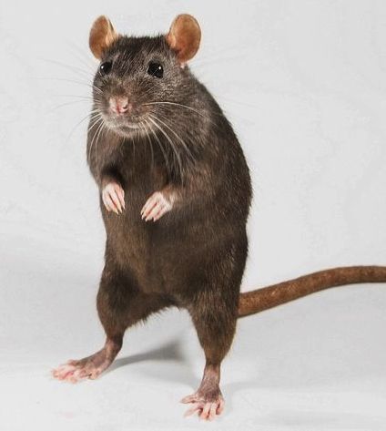 Rat Reference Photo, Mouse Reference, Disc Art, Brown Rat, Birds Paintings, Baby Rats, Rat Look, Mouse Photos, Tattoo Reference