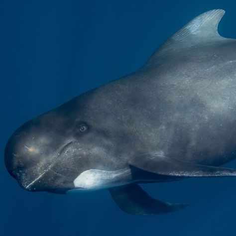 Underwater Beauty, Pilot Whale, Fin Whale, Sea Mammal, Sperm Whale, Whale Shark, Marine Life, Animals Beautiful, Iceland