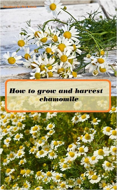 How to grow and harvest chamomile for teas and other herbal products. Chamomile Growing, Hydroponics Diy, Event Posters, Types Of Herbs, Herbal Products, Organic Gardening Tips, Hydroponic Gardening, Olive Garden, Tea Garden