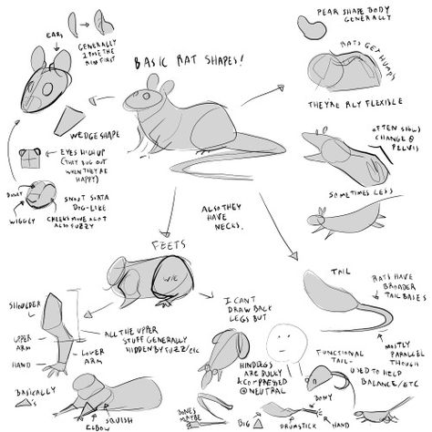 http://bobthedragon.tumblr.com/post/120123506008/hey-bob-can-u-teach-me-how-to-draw-cute-lil-rats Rats Reference, How To Draw Rat, Rat Drawing Reference, How To Draw Rats, How To Draw A Rat, How To Draw A Mouse, Ferret Anatomy Drawing, Rat Anatomy Drawing, Rodent Drawing Reference