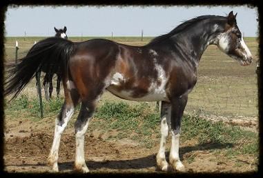 Sabino Horse, Endurance Riding, Pinto Horses, Horse Markings, Horse Reference, Paint Horses, Painted Horses, Pinto Horse, Horse Colors