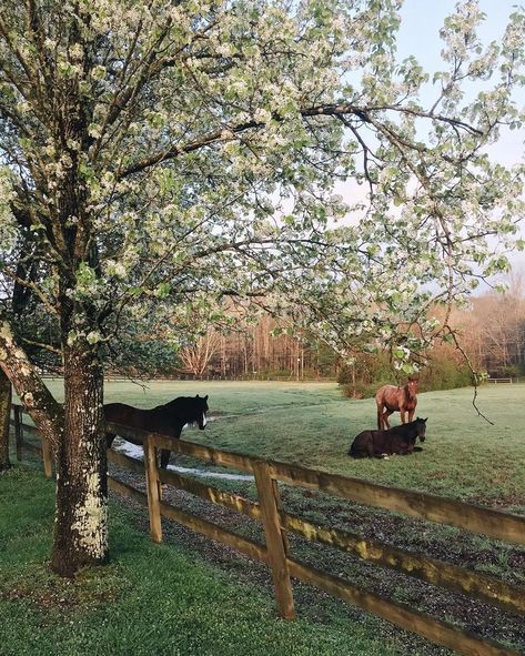 Melissa on Instagram: “Nothing like a pretty spring morning on the farm! Happy Good Friday, friends!!! May it be a very good one indeed! ☺️” Future Farms, Ranch Life, Horse Life, English Countryside, Horse Girl, The Grass, Future Life, Country Life, Country Living