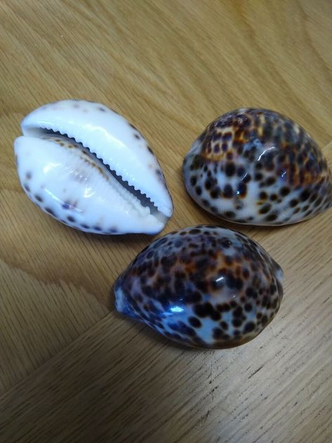 New! 10pac Cowrie / Cyprea Tigris 5-7cm Shells x 10 Genuine sea shells, unpolished 10 was just added to eBay. Check it out! #eBay #eBaySeller Stylish Winter Hats, Vanilla Fudge, Bobble Hat, Bobble Hats, Shell Crafts, Winter Hat, Ebay Seller, The Philippines, Fudge