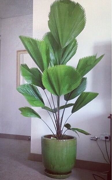 نباتات منزلية, Fan Palm, Palm Plant, Plant Decor Indoor, Interior Plants, House Plants Decor, House Plants Indoor, Pretty Plants, Plant Mom