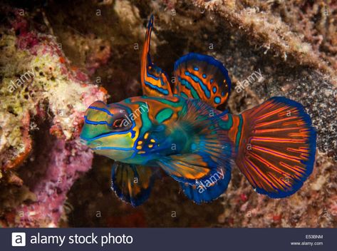 Mandarin Fish, Photography Underwater, Tiny Creatures, Low Light Photography, Fish Stock, Underwater Creatures, Image Vector, Wild Nature, Ocean Creatures