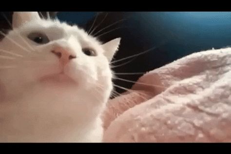 New trending GIF on Gif Dancing Cat, Funny Cute Cats, Funny Cat Videos, Silly Cats, Funny Animal Pictures, Cat Gif, Images Gif, Baby Cats