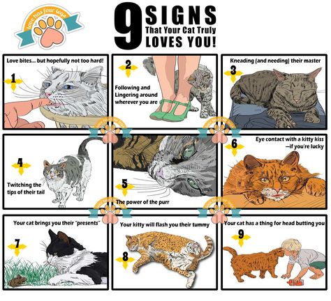 9 Signs that your cat loves you !!  #cat #kitten #sign #signs #cats #kittens #love #you #pet #animal #paw #paws #tail #wagtail Kitty Kisses, Paw Paws, Pet Animals, Cat Signs, Cats Kittens, All About Cats, Cat Pin, My Cat, Four Legged