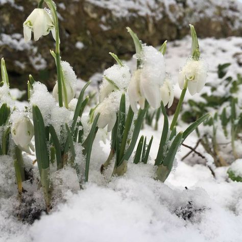 Snow Drop Flower, Snow Drops Flowers, Snow Plant, Snow Drops, Snow Flower, Flower Picks, Pokémon X And Y, Spring Aesthetic, Nightingale