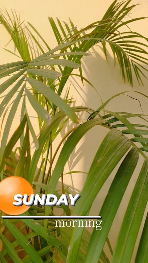 #sunday #instagramstory #aesthetic Sunday Morning Snap, Sunday Morning Aesthetic, Sunday Snap, Morning Snap, Food Snapchat, Sunday Morning, Good Day, Instagram Story, Plant Leaves