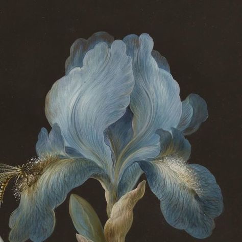 Scala Regia on Instagram: "Blue Iris. Barbara Regina Dietzsch, 18th century.  #barbarareginadietzsch #scalaregiamagazine #scalaregia" Barbara Regina Dietzsch, Regina Isabella Ischia, Iris Cristata, Scabiosa Columbaria Butterfly Blue, Blue Iris, March 27, Creepy Art, 18th Century, Flower Power