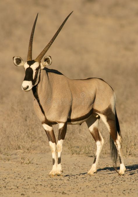 Gemsbok antelope. (Oryx gazella), Kalahari, South Africa , #spon, #Oryx, #antelope, #Gemsbok, #gazella, #Africa #ad South African Animals, African Animals Photography, African Wildlife Photography, African Antelope, Africa Wildlife, Africa Animals, National Animal, List Of Animals, Mule Deer