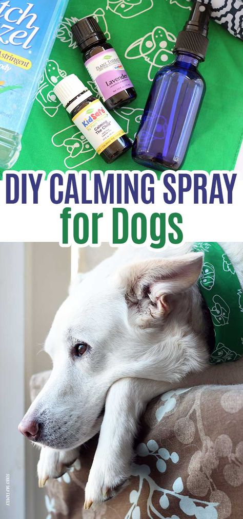 Dog Calming Spray, Dog Bed Crate, Bed Crate, Essential Oils Dogs, Dog Spray, Dog Remedies, Diy Tumblr, Diy Dog Bed, Calm Dogs