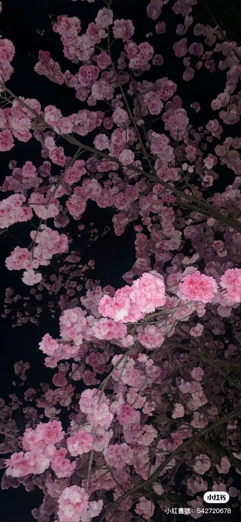 Iphone, Flowers, Pink, Black