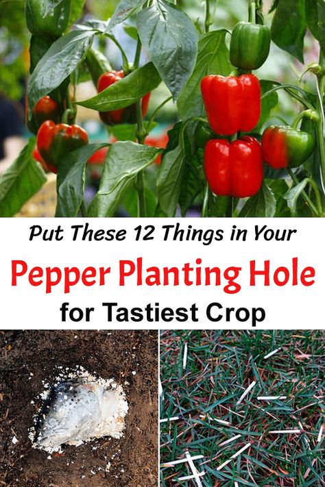 Best Fertilizer For Peppers, Planting Peppers In Pots, Growing Peppers In Containers, Planting Peppers In Garden, Planting Bell Peppers, Bucket Planting, Wallpapers Fall Aesthetic, Planting Peppers, Landscape Rock Ideas