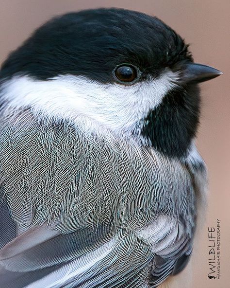 Canadian Landscapes | Black-capped Chickadee | Facebook Chickadee Photography, Felted Birds, Bird Painting Acrylic, Bag Painting, Reference Board, Song Birds, Black Capped Chickadee, Chickadees, Bird Painting