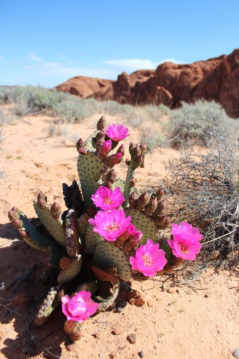 Desert Cactus - Valley of Fire - Nevada - Hiking Nevada Plants, Cactus In Desert, Desert Flowers Aesthetic, Desert Flower Aesthetic, Flowers In The Desert, Nevada Hiking, Beavertail Cactus, Cactus With Red Flower, Biome