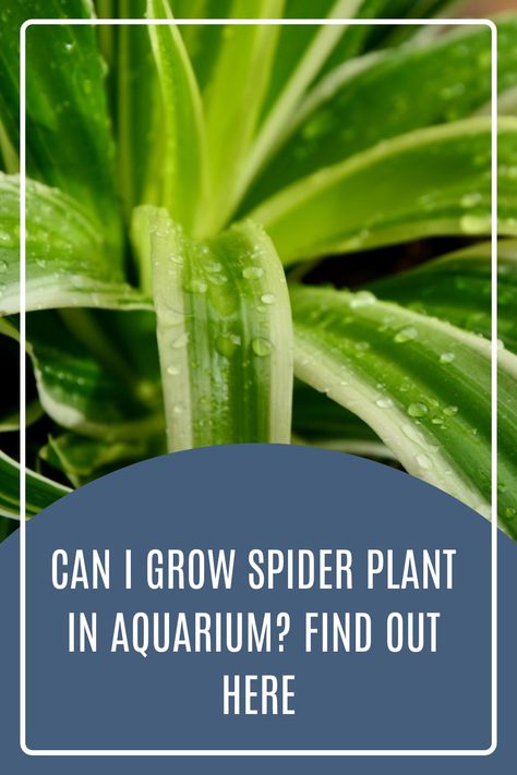 House Plants In Aquarium Fish Tanks, House Plants In Aquarium, Growing Spider Plants In Water, Plants For Aquarium Tanks, Aquatic Plants Aquarium, Plants For Fish Tanks, Plants In Aquarium, Spider Plant Babies, 10 Gallon Fish Tank