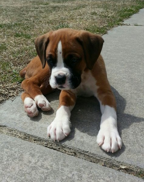 Boxer Puppy Aesthetic, Boxer Dog Aesthetic, Boxer Dogs Puppies, Baby Boxer Puppies, Boxer Dog Tattoo, Cute Boxer Puppies, Boxer Breed, Boxer Dogs Funny, Boxer Dogs Art