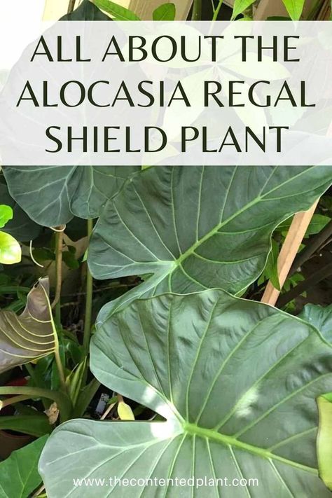 Alocasia Regal Shield makes a stand out focal point for a large, well lighted area of your home. This show stopper can also live happily on a summer patio with bright INDIRECT light. Bright Indirect Light, Summer Patio, A Stand, Tropical Plants, Plant Lover, Plant Care, My Flower, Gardening Tips, Focal Point