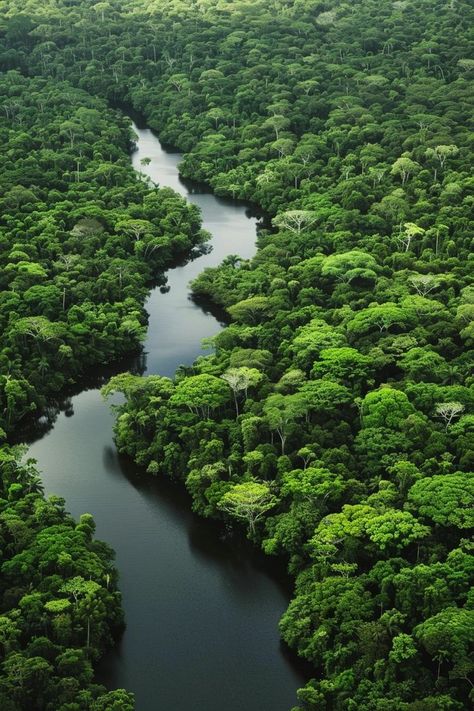 "Explore the Amazon Rainforest, Earth's lungs, and a biodiversity treasure trove! 🌿🌎 Discover the wonders of this lush paradise and its vital role in our ecosystem. 🦜🐍 #AmazonRainforest #Nature #Biodiversity" Rainforest Ecosystem, Rainforest Photography, The Amazon Rainforest, Amazon Rainforest, Lungs, Aerial Photography, The Amazon, Ecosystem, Lush