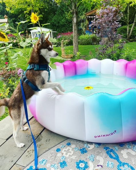 Ombré mini pool from target with mini husky and sunflowers Mini Dip Pool, Minnidip Pool, Dip Pool, Mini Huskies, Alaskan Klee Kai, Sunflower Garden, Kiddie Pool, Movie Nights, Glamping