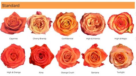 Floral Friday ~ Orange Roses – Dreisbach Wholesale Florists Orange Roses Wedding, Fall Color Roses, Types Of Roses Chart, Burnt Orange Roses, Orange Flower Names, Yellow And Orange Roses, Rose Color Meanings, Types Of Oranges, Orange Garden Rose