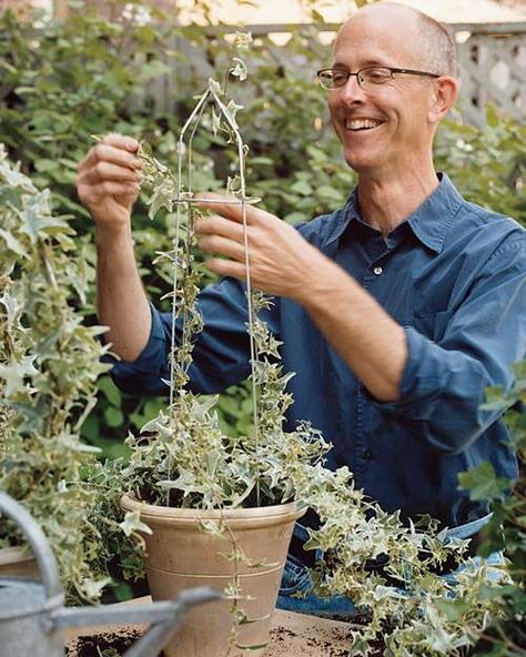 Indoor Topiary, Ivy Topiary, Live Topiary, Topiary Diy, Topiary Plants, Topiary Garden, Ivy Plants, Plants For Hanging Baskets, Topiary Trees