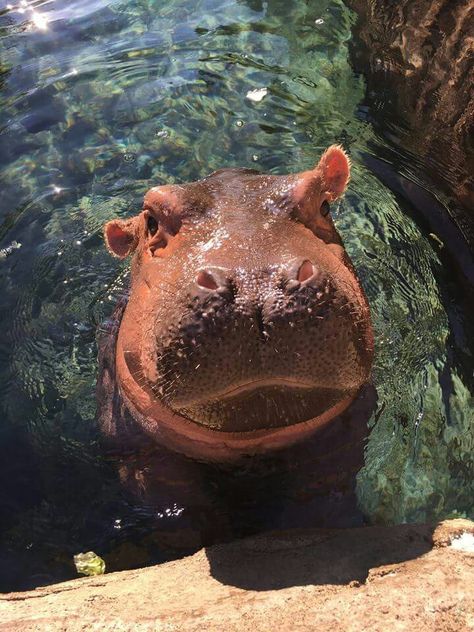 Look who's outside today!!!  Yay for this warm snap! Fiona The Hippo, Hippopotamus For Christmas, Cincinnati Zoo, Cute Hippo, Animals To Draw, Animal Reference, Rhinos, Animal References, Favorite Animals